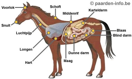 paardenlichaam